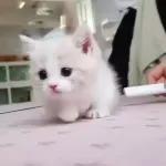 Video Cats