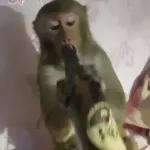Monkeys
                            Get buck