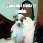 quiero otra ronda de comida