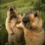 Capibara Voladorrrrrrr