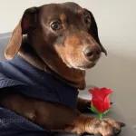 Animais com Emoji de Flor 🌹