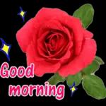 morning rose to start a new day🌹