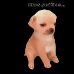 perrito