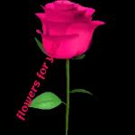 flowers for you