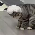 Funny Animals Gif