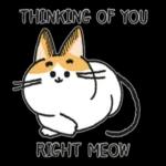 Do you have cat biscuits?