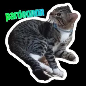 QpPD5n