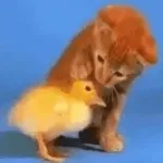 dance like nobody's watching