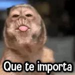                              Changuitos Reacciones! 🐵🐒TOP STICKERS