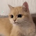 TikTok @sunday01iiii