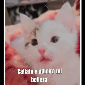 ne8flb