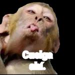 memes