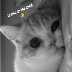 te amo no che enojé - getsticker.com