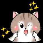 Cats! For reply