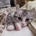 Video Cats