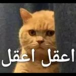 صديق، هذا طاح منك