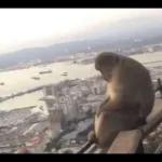                              Changuitos Reacciones! 🐵🐒TOP STICKERS