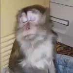 STAR WARS A NEW HOPE