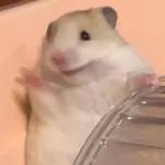 Hamsters