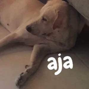aja - getsticker.com