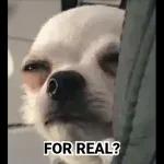 meme44
