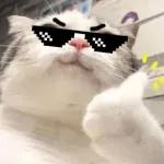 kucing ngambek 