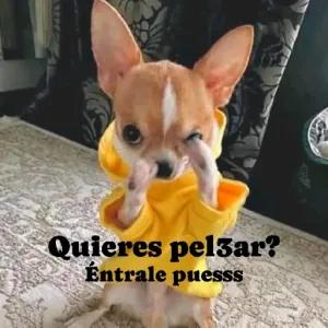 Quieres pel3ar? Éntrale puesss - getsticker.com