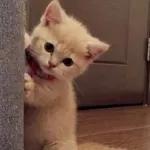 Hey Meri jan تمہارے بغیر کچھ اچھا نہیں لگتا۔