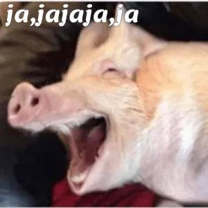 0qfdvd
