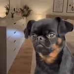 Look at this cute dog
