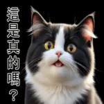 超可愛的黑白貓