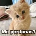 Me Perdonas?