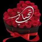 لولولولوووووووي