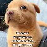 No puta