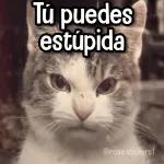 Tú puedes estúpida