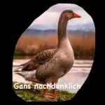 Gans toll~