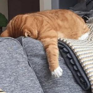 pLjRcr