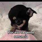 potaxuee