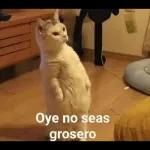Tu respuesta