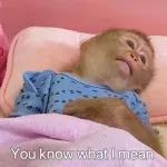 Cute monkey stickers