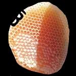 الزهور والحب لليوم