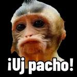 PROFESOR COCOON ¿DIRÍA UD QUE ES MOMENTO DE ENTREGARNOS AL PANICO? YO DIRÍA OLE Image creada en Generador Memes.com