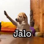 paquete 