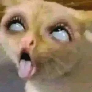 GyDGHa