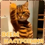 мои стикеры