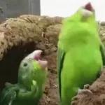 Funny Animals Gif
