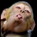 ملصقات واتساب