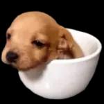 ¿Más memes iiSi, más memes! 2