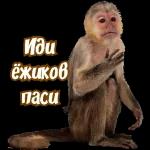 Иди ёжиков паси