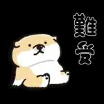 SHIBANBAN微笑柴犬-寶寶逃避現實